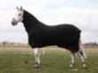 Picture of BACK ON TRACK EQUINE FLEECE RUG with NECK BLACK - 75in