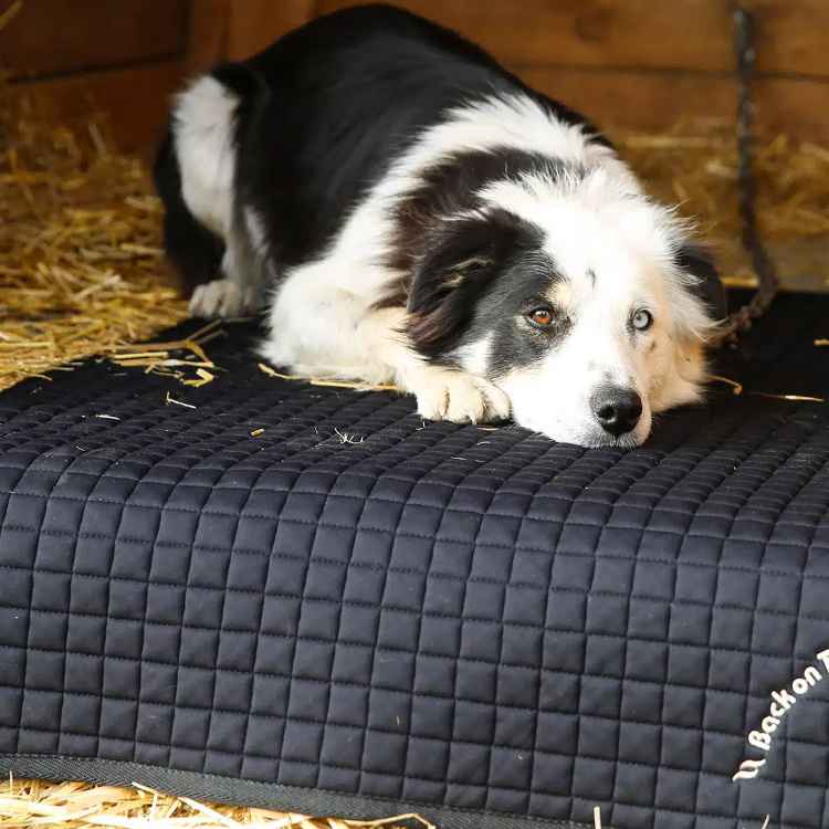Picture of BACK ON TRACK DOG PET MAT Black - 120cm x 74cm