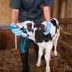 Picture of TRUSTI TUBER STRESS FREE CALF FEEDER STARTER PACK