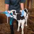 Picture of TRUSTI TUBER STRESS FREE CALF FEEDER STARTER PACK