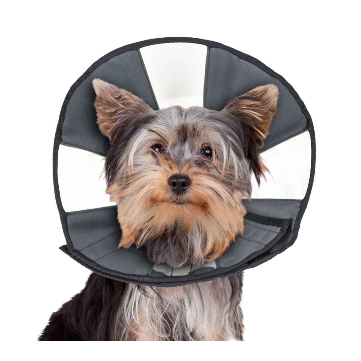 Picture of ZENCONE E-COLLAR SMALL 8 to 12in