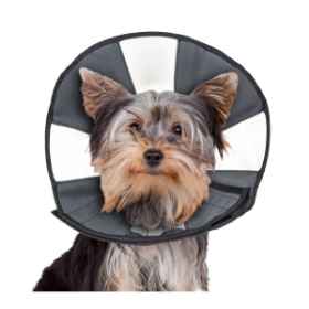 Show details for ZENCONE E-COLLAR SMALL 8 to 12in Picture of ZENCONE E-COLLAR SMALL 8 to 12in