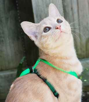 Show products in category Leads & Harnesses Picture for category Leads & Harnesses