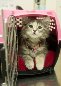 Picture for category Cat Travel