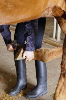Show products in category Hoof & Grooming Supplies Picture for category Hoof & Grooming Supplies