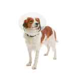 Picture of BUSTER CLIC CLEAR COLLAR (273481) - 10cm