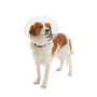 Picture of BUSTER CLIC CLEAR COLLAR (273482) - 12.5cm