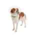 Picture of BUSTER CLIC CLEAR COLLAR (273486) - 30cm
