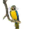 Picture of BUSTER BIRD COLLAR 10cm (273376) - 10/pk(so)
