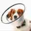 Show details for BUSTER COMFORT COLLAR w/Soft Rubber Edge(273901) - 10cm Picture of BUSTER COMFORT COLLAR w/Soft Rubber Edge(273901) - 10cm