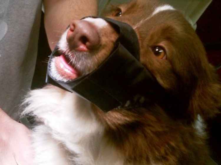 Picture of MUZZLE C - MUZZLE with Velcro Flaps Nylon (J1235S) - Set of 9 sizes