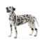 Show details for REHAB DOG WEIGHT CUFFS Kruuse - Large Picture of REHAB DOG WEIGHT CUFFS Kruuse - Large