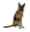 Show details for REHAB DOG ELBOW PROTECTOR Kruuse - X Small Picture of REHAB DOG ELBOW PROTECTOR Kruuse - X Small