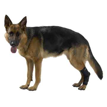 Picture of REHAB DOG HOCK PROTECTOR Kruuse - Medium