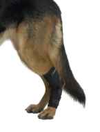 Picture of REHAB DOG HOCK PROTECTOR Kruuse - Medium