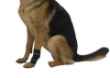 Picture of REHAB DOG CARPAL JOINT PROTECTOR Kruuse - X Small