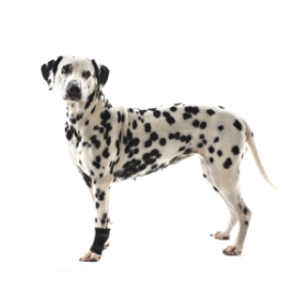 Show details for REHAB DOG CARPAL JOINT PROTECTOR Kruuse - Small Picture of REHAB DOG CARPAL JOINT PROTECTOR Kruuse - Small