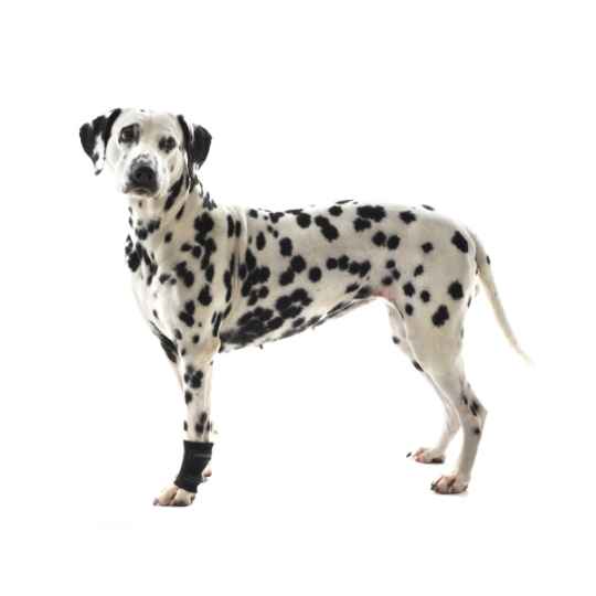 Picture of REHAB DOG CARPAL JOINT PROTECTOR Kruuse - Large