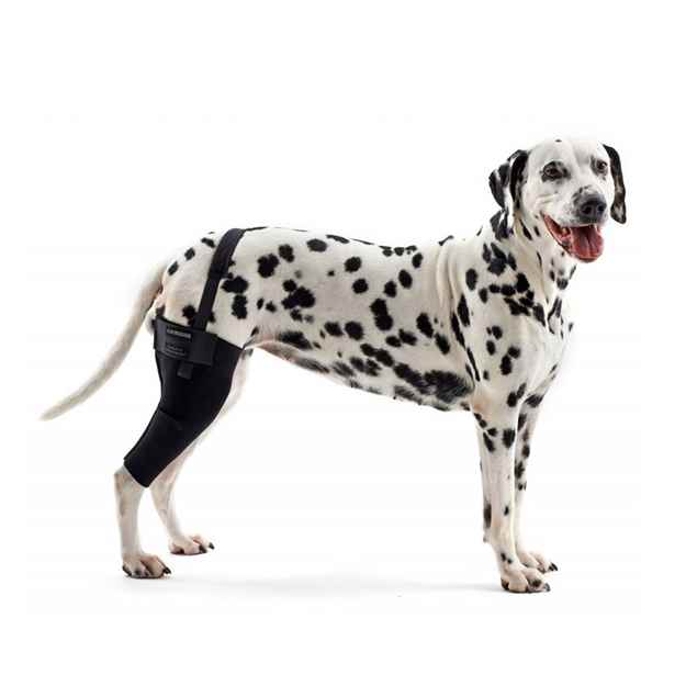 Picture of REHAB DOG KNEE PROTECTOR Kruuse RIGHT - X Small