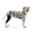 Show details for REHAB DOG KNEE PROTECTOR Kruuse LEFT - Medium Picture of REHAB DOG KNEE PROTECTOR Kruuse LEFT - Medium