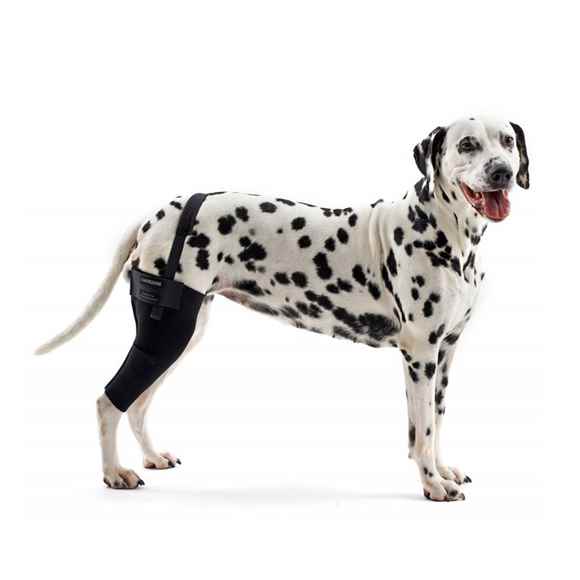 Picture of REHAB DOG KNEE PROTECTOR Kruuse RIGHT - X Large