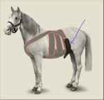 Picture of EQUINE MAINTAVET SCROTUM STRAP -Small Horse
