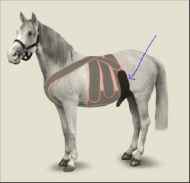 Picture of EQUINE MAINTAVET SCROTUM STRAP -Small Horse