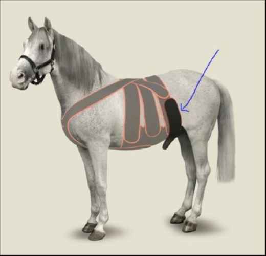 Picture of EQUINE MAINTAVET SCROTUM STRAP - Large Horse