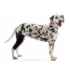 Picture of REHAB DOG KNEE PROTECTOR Kruuse RIGHT - XX Small