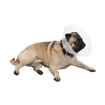 Picture of BUSTER COLLAR for BRACHYCEPHALIC BREEDS TRANSPARENT - X Small