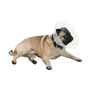 Picture of BUSTER COLLAR for BRACHYCEPHALIC BREEDS TRANSPARENT - Small