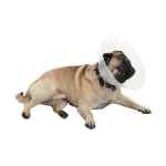 Picture of BUSTER COLLAR for BRACHYCEPHALIC BREEDS TRANSPARENT - Large