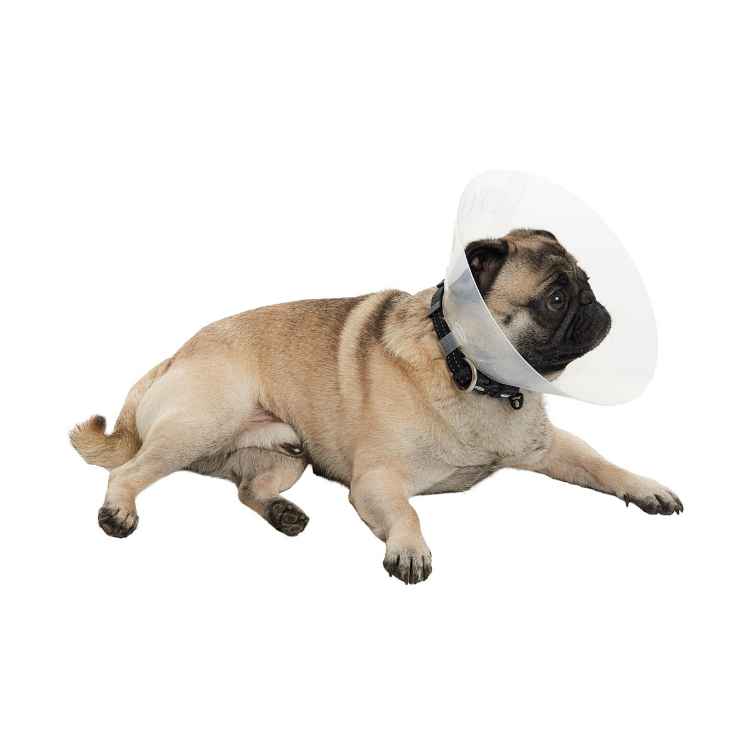 Picture of BUSTER COLLAR for BRACHYCEPHALIC BREEDS TRANSPARENT - Large