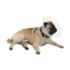 Picture of BUSTER COLLAR for BRACHYCEPHALIC BREEDS TRANSPARENT - Set of 10