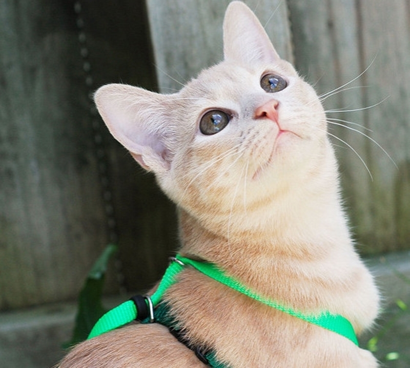 Picture for category Cat Harnesses and Leads