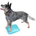 Picture of FITPAWS CANINE RAMP Aqua