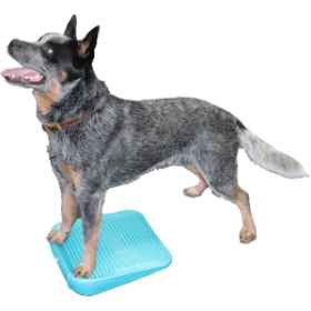 Show details for FITPAWS CANINE RAMP Aqua Picture of FITPAWS CANINE RAMP Aqua