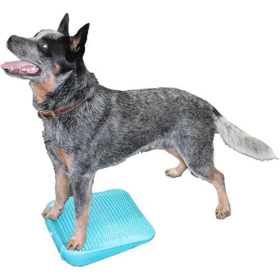 Picture of FITPAWS CANINE RAMP Aqua