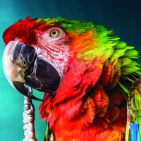 Picture for category Avian