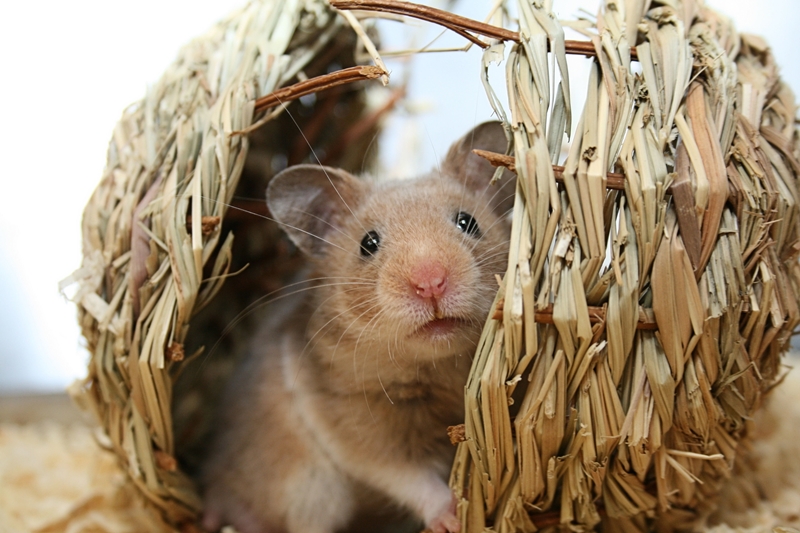 Picture for category Small Mammal and Rodent Supplies