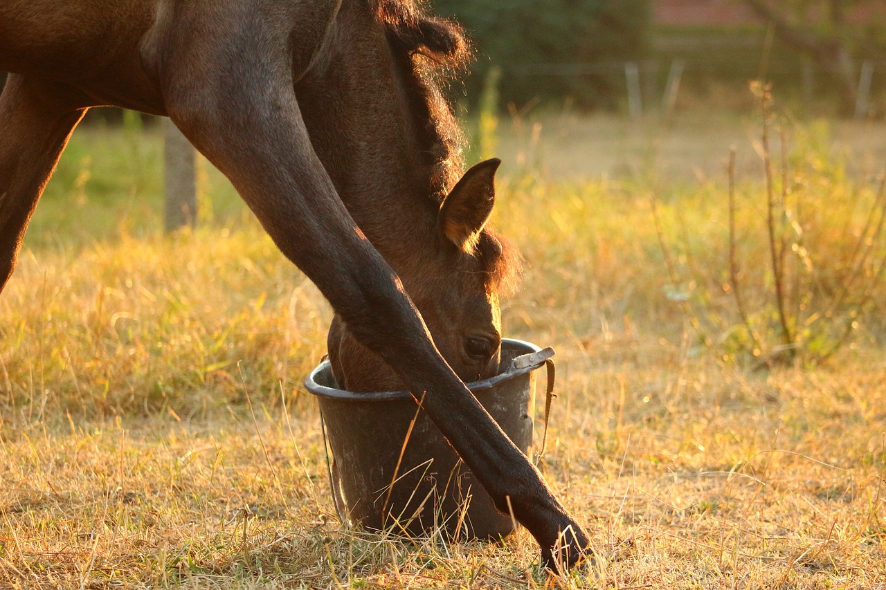 Picture for category Equine Food