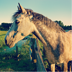 Picture for category Equine