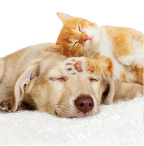 Picture for category Misc