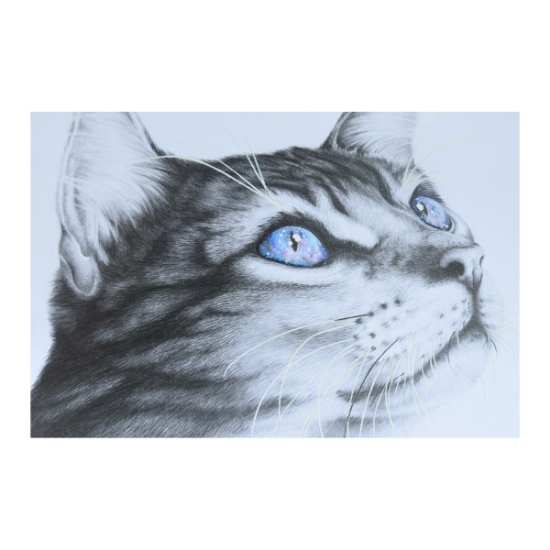 Picture of SYMPATHY CARDS W/ENV Feline Galaxy  5in x 7in - 10/pk