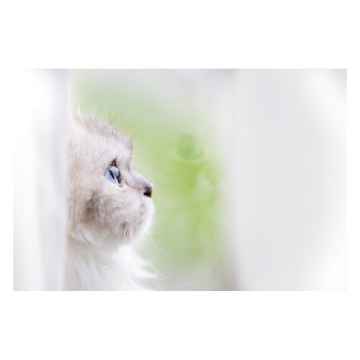 Show details for SYMPATHY CARDS W/ENV Contemplation  5in x 7in - 10/pk Picture of SYMPATHY CARDS W/ENV Contemplation  5in x 7in - 10/pk