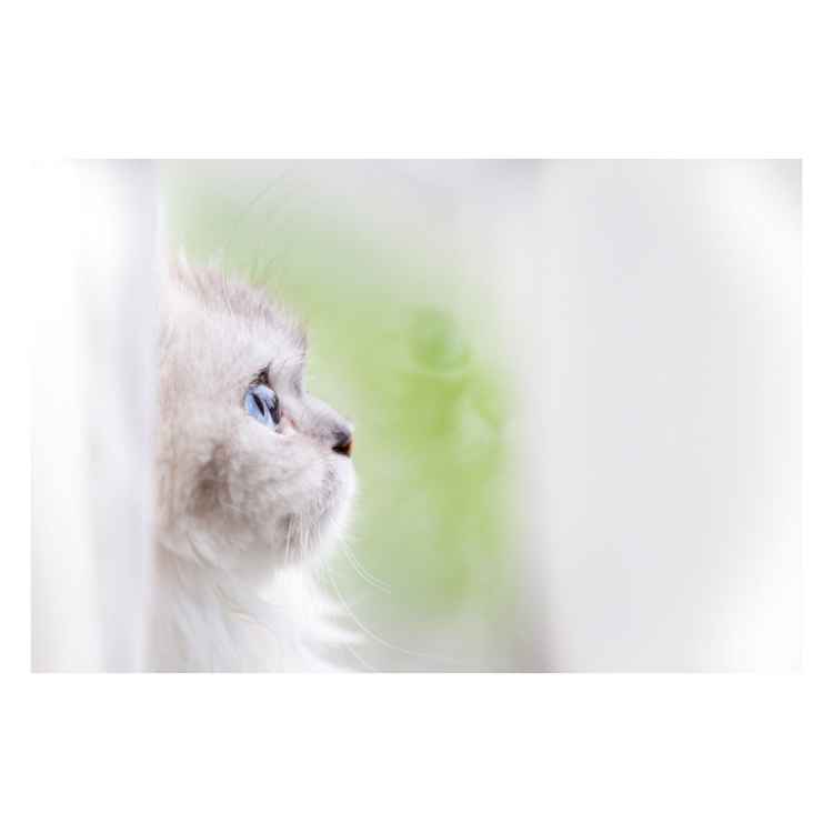 Picture of SYMPATHY CARDS W/ENV Contemplation  5in x 7in - 10/pk