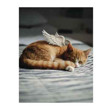 Show details for SYMPATHY CARDS W/ENV Freedom 5in x 7in - 10/pk Picture of SYMPATHY CARDS W/ENV Freedom 5in x 7in - 10/pk