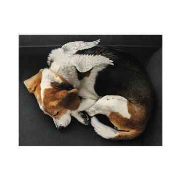 Show details for SYMPATHY CARDS W/ENV Peace 5in x 7in - 10/pk Picture of SYMPATHY CARDS W/ENV Peace 5in x 7in - 10/pk