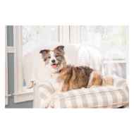 Picture of PETSAFE CITRONELLA SPRAY BARK CONTROL