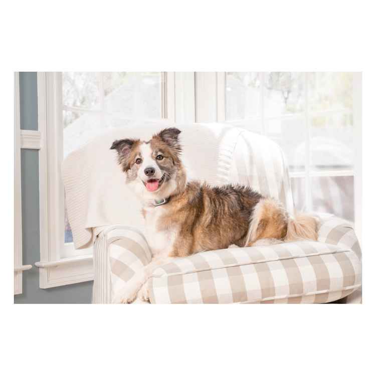 Picture of PETSAFE CITRONELLA SPRAY BARK CONTROL